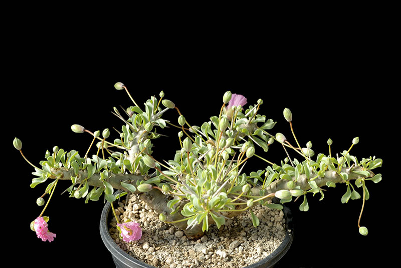 Sarcocaulon Pattersonii  CM. 23 € 27,00.jpg